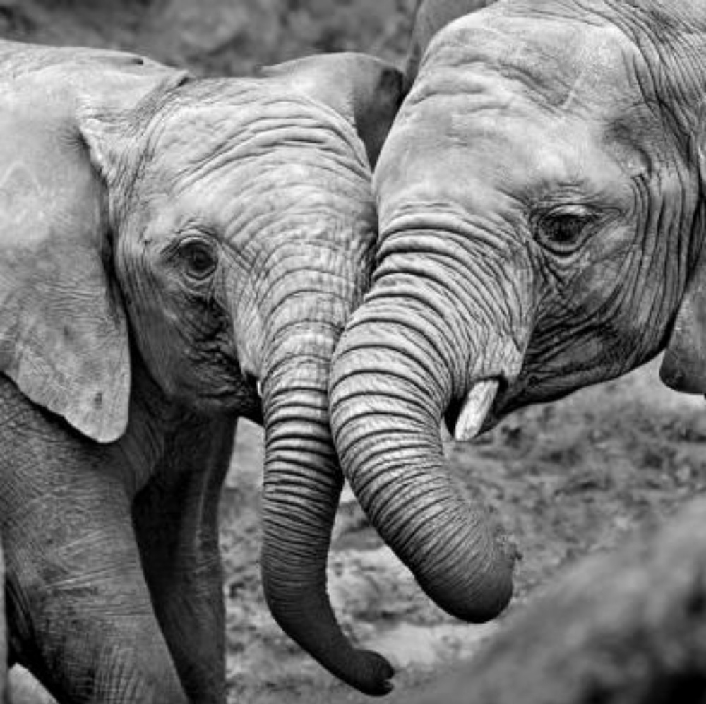 Meet your Posher, Dee